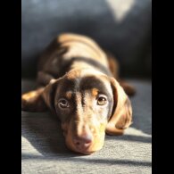 Dachshund (Standard &amp; Miniature) - Both