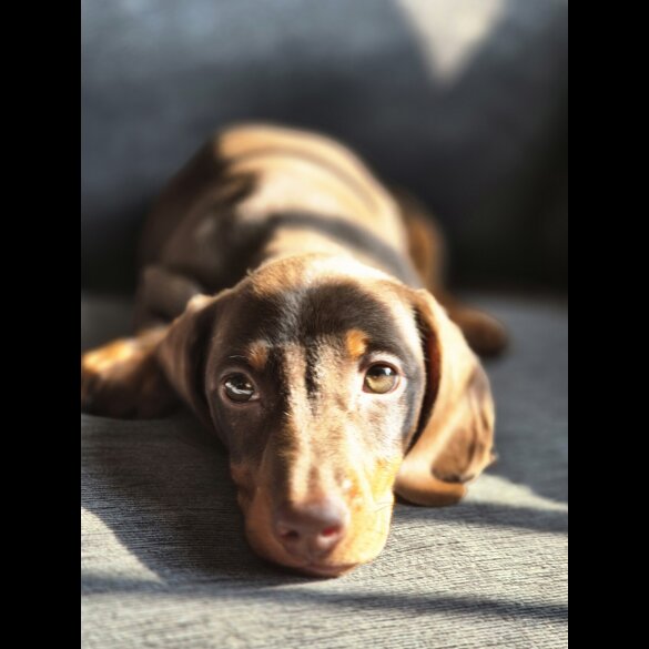Dachshund (Standard &amp; Miniature) - Both