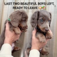 Dachshund (Standard &amp; Miniature) - Both
