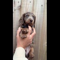 Dachshund (Standard &amp; Miniature) - Both