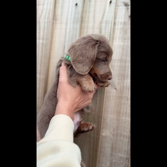 Dachshund (Standard &amp; Miniature) - Both