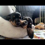 Dachshund (Standard &amp; Miniature) - Both