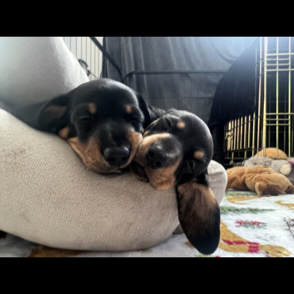 Dachshund (Standard &amp; Miniature) - Both