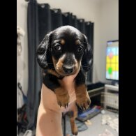 Dachshund (Standard &amp; Miniature) - Both
