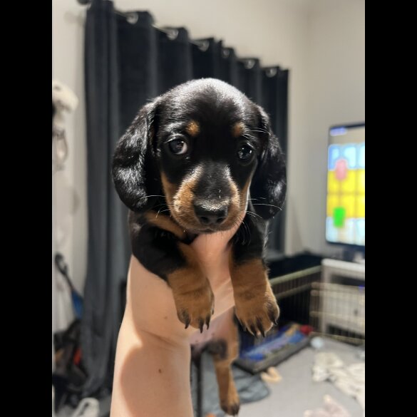 Dachshund (Standard &amp; Miniature) - Both