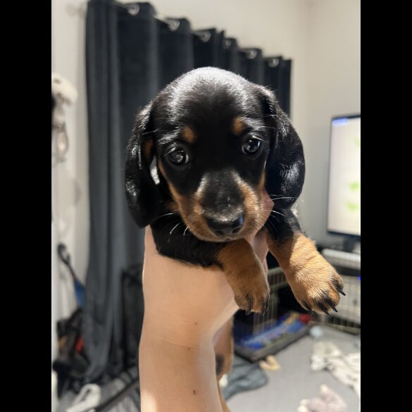 Dachshund (Standard &amp; Miniature) - Both