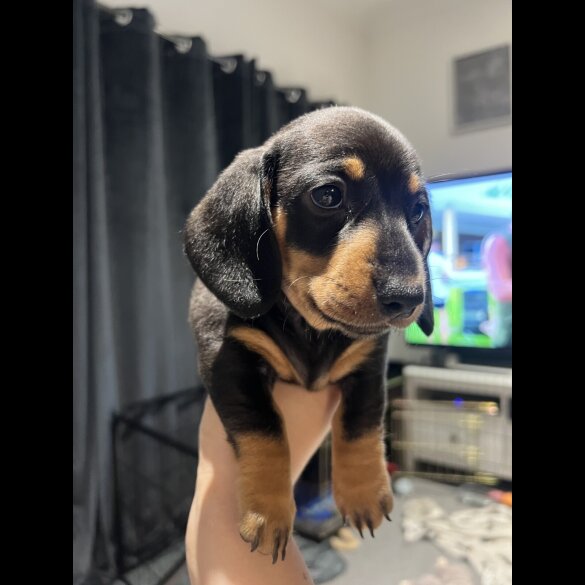 Dachshund (Standard &amp; Miniature) - Both