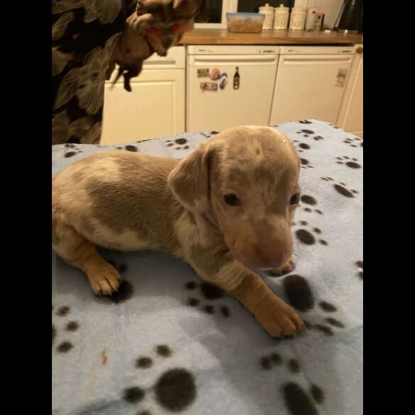 Dachshund (Standard &amp; Miniature) - Both