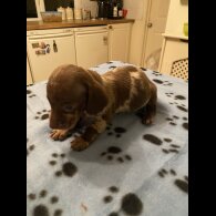 Dachshund (Standard &amp; Miniature) - Both