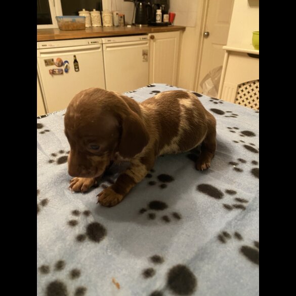 Dachshund (Standard &amp; Miniature) - Both