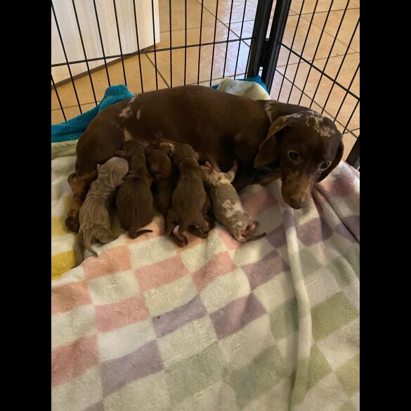 Dachshund (Standard &amp; Miniature) - Both