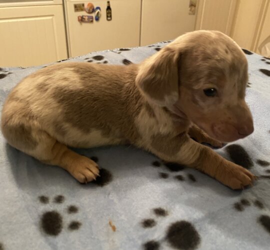 Dachshund (Standard &amp; Miniature)