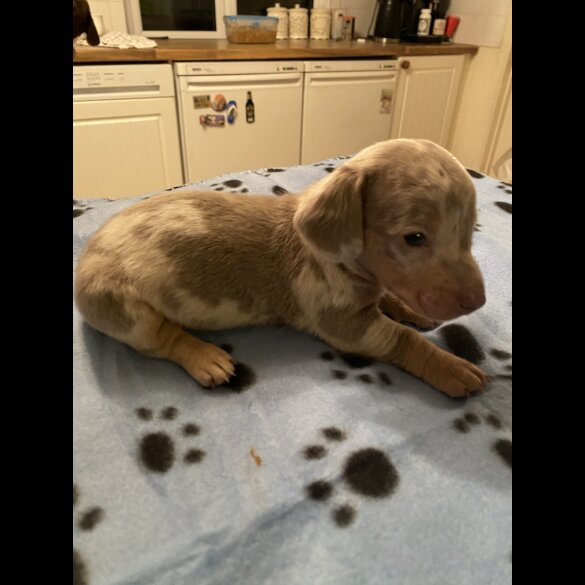 Dachshund (Standard &amp; Miniature) - Both