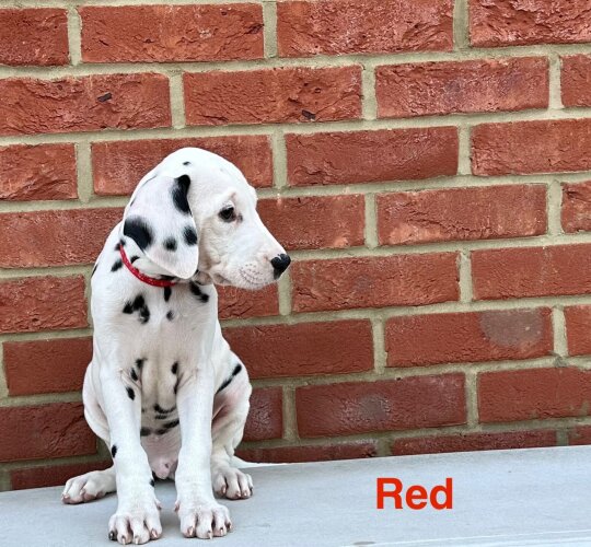 Dalmatian