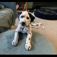 Dalmatian - Both