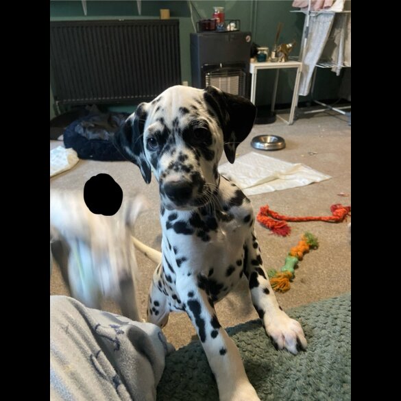 Dalmatian - Both
