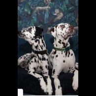 Dalmatian - Both