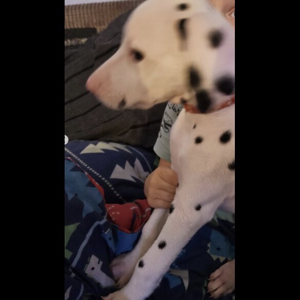 Dalmatian - Both