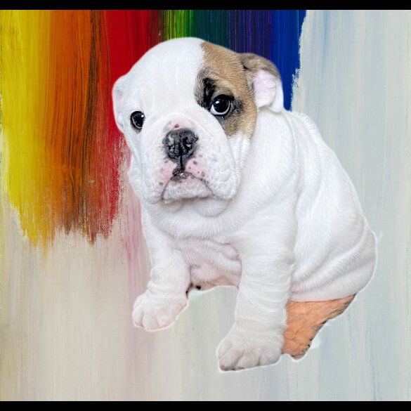 English Bulldog - Bitches
