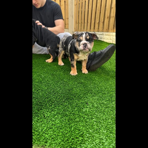 English Bulldog - Bitches
