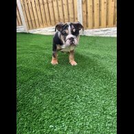 English Bulldog - Bitches