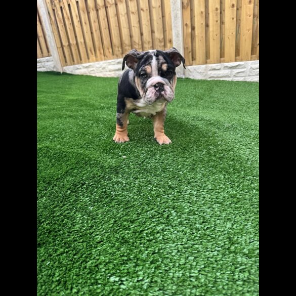 English Bulldog - Bitches