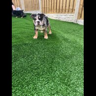 English Bulldog - Bitches