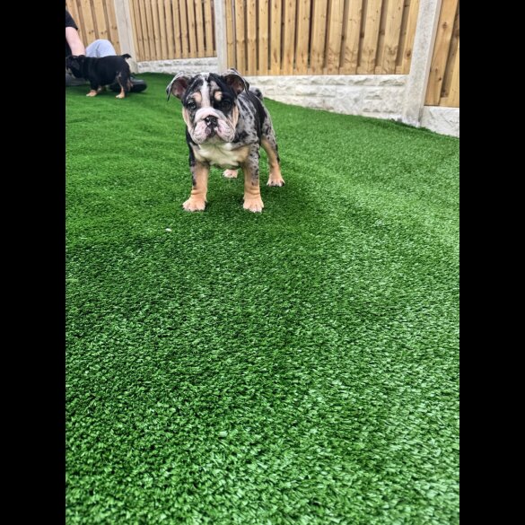 English Bulldog - Bitches