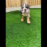 English Bulldog - Bitches