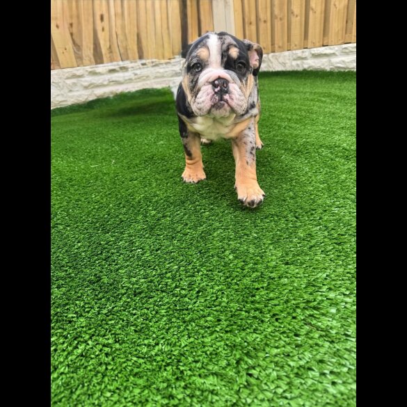 English Bulldog - Bitches