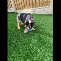 English Bulldog - Bitches