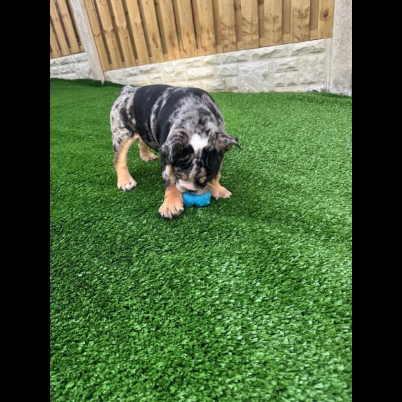 English Bulldog - Bitches
