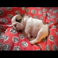 English Bulldog - Bitches