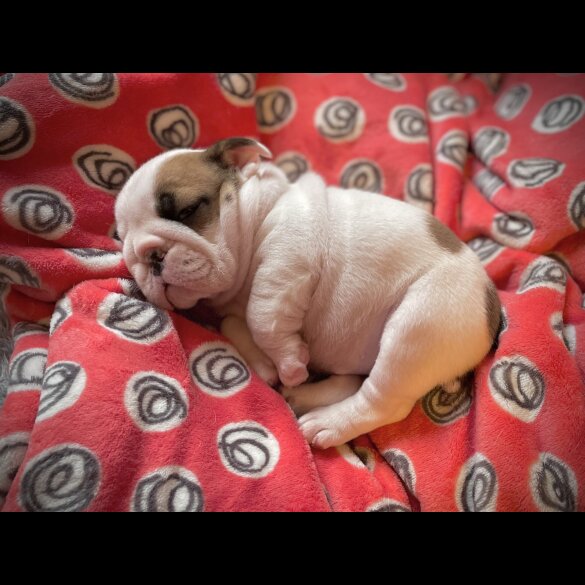 English Bulldog - Bitches