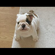 English Bulldog - Bitches