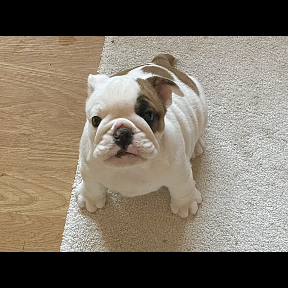English Bulldog - Bitches