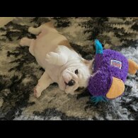 English Bulldog - Bitches