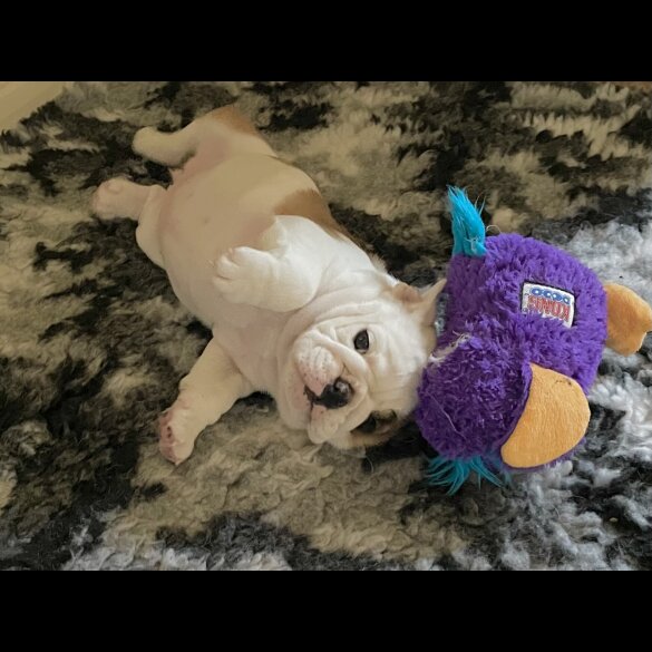 English Bulldog - Bitches