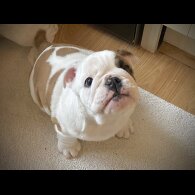 English Bulldog - Bitches