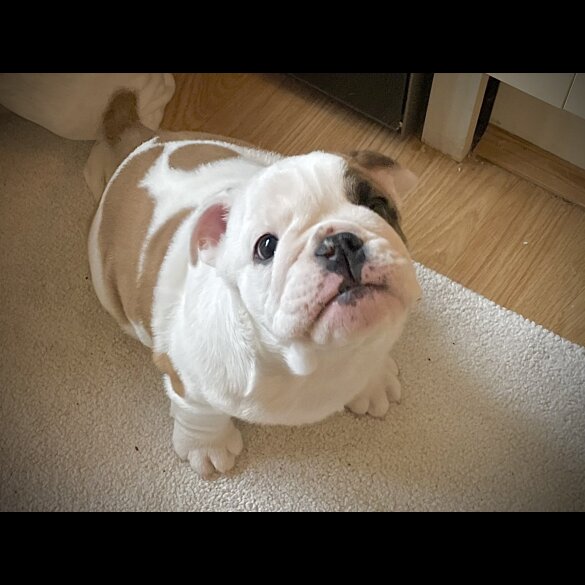 English Bulldog - Bitches