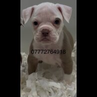English Bulldog - Both
