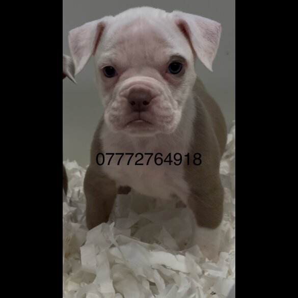 English Bulldog - Both