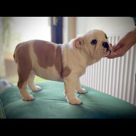 English Bulldog - Bitches