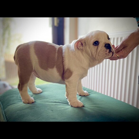 English Bulldog - Bitches