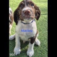 English Springer Spaniel - Both