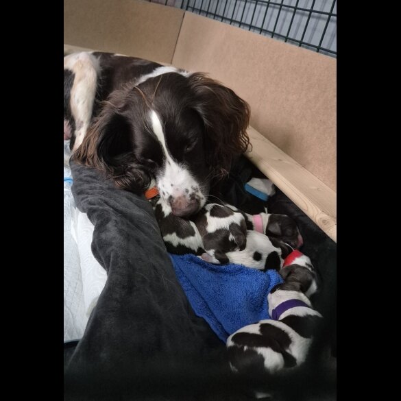 English Springer Spaniel - Both