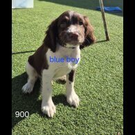 English Springer Spaniel - Both