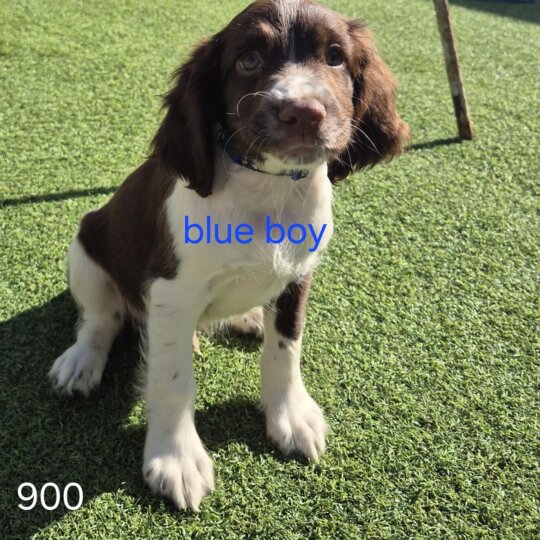 English Springer Spaniel - Both