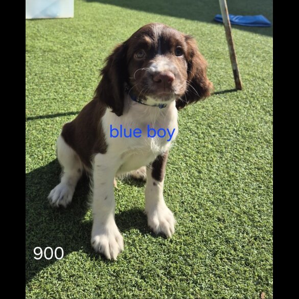 English Springer Spaniel - Both