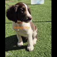 English Springer Spaniel - Both